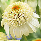 Ехінацея "Milkshake"                       Саджанці квітів, фото 2