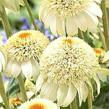 Ехінацея "Milkshake"                       Саджанці квітів, фото 3