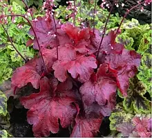 Гейхера "Fire Chief"