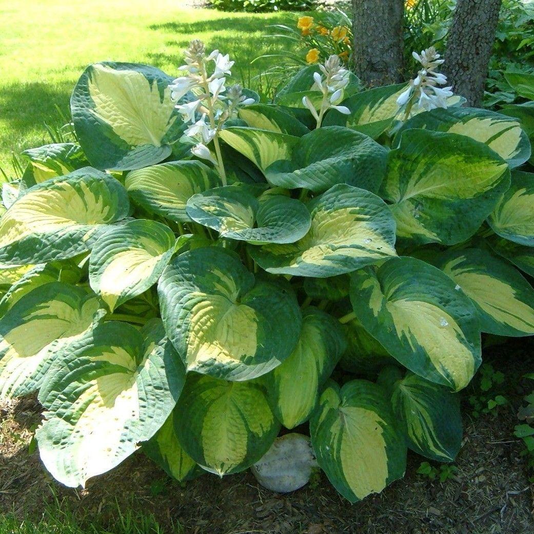 Хоста "Great Expectation" квіти садові багаторічники, фото 1