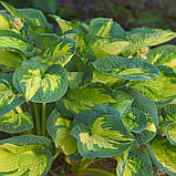 Хоста "Great Expectation" квіти садові багаторічники, фото 3