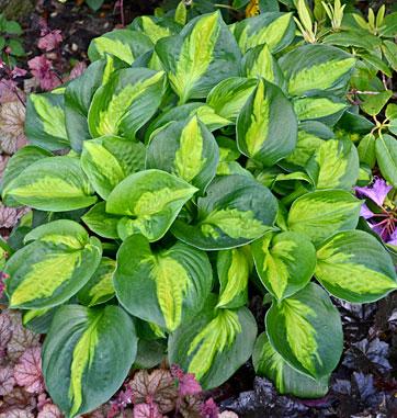 Хоста "Pocketful of Sunshine" квіти багаторічні садові, фото 1