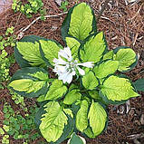 Хоста "Pocketful of Sunshine" квіти багаторічні садові, фото 2