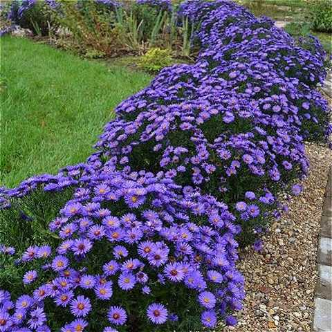 Астра "Lady in Blue" Саджанці квітів,багаторічники, фото 1