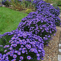 Астра "Lady in Blue" саджанці квітів,багаторічні квіти