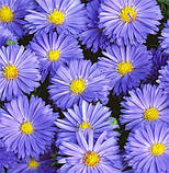 Астра "Lady in Blue" Саджанці квітів,багаторічники, фото 2