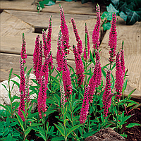 Вероніка "Rotfuchs"  Багаторічні квіти для саду