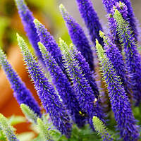 Вероніка "Ulster Dwarf Blue"  Квіти багаторічні невибагливі