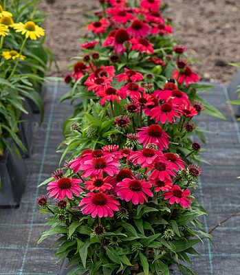 Ехінацея "SunMagic ' Vintage Ruby" садові квіти поштою, фото 1