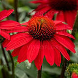 Ехінацея "SunMagic ' Vintage Ruby" садові квіти поштою, фото 2