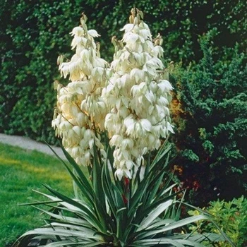 Юкка нитчата  садові квіти багаторічні, фото 1