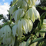 Юкка нитчата  садові квіти багаторічні, фото 2