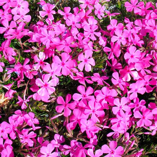 Флокс шиловидний "Drummond Pink" Садові квіти низькорослі, фото 1