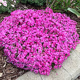 Флокс шиловидний "Drummond Pink" Садові квіти низькорослі, фото 2