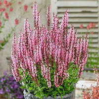 Шавлія "Pink Beauty" рсадові рослини багаторічні