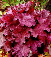 Гейхера "Berry Smoothie