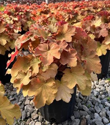 Гейхера "Caramel", фото 1