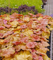 Гейхера "Champagne"