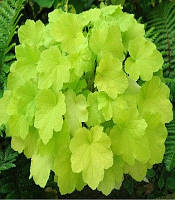 Гейхера "Citronelle"