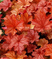 Гейхера "Paprika"