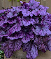 Гейхера "Wild Rose"