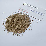 Петрушка листкова Гігантела насіння 3 г (прибл 1800 шт) скоростигла, фото 2