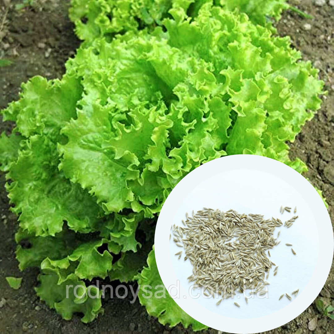 Салат Кучерявець Одеський насіння 1,8 г (прибл 2800 шт) листовий средньопізній, фото 1