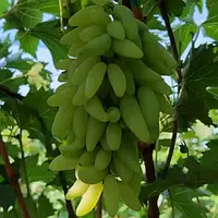 Виноград Азія