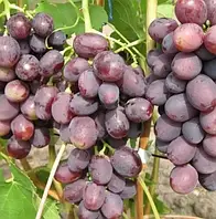 Виноград Ватра