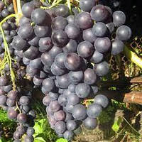 Виноград Вечірній