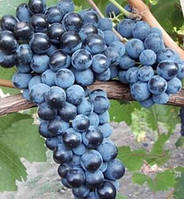 Виноград Магія