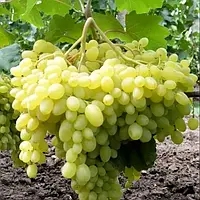 Виноград кишмиш Геліодор