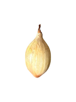 Цибуля Сеттон TOP - 1 кг, фото 2