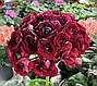 Пеларгонія Monseruds Rosen, фото 3