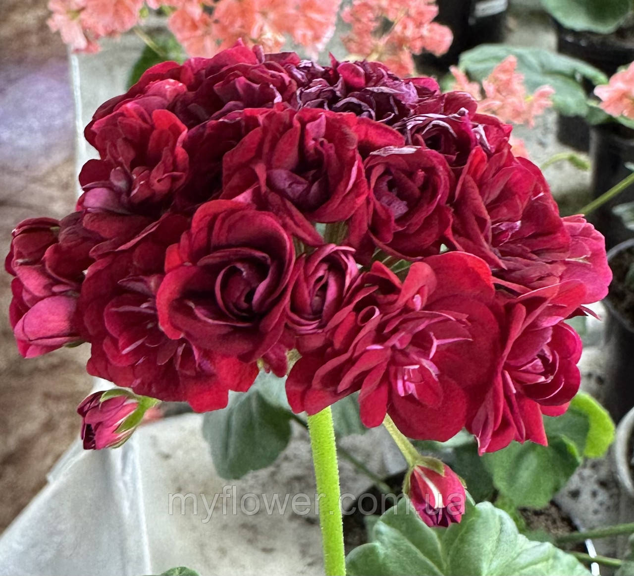 Пеларгонія Monseruds Rosen
