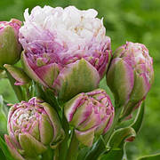 Цибулини тюльпанів Махрові+Багатоквіткові