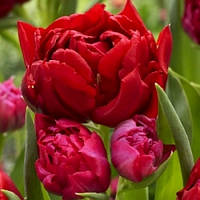 Тюльпан Robinho махр.+багатокв. цибулина (1 шт.)