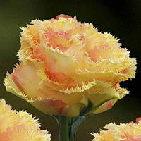 Тюльпан Vaya Con Dios (махровий+оторочений) цибулина (1 шт.)