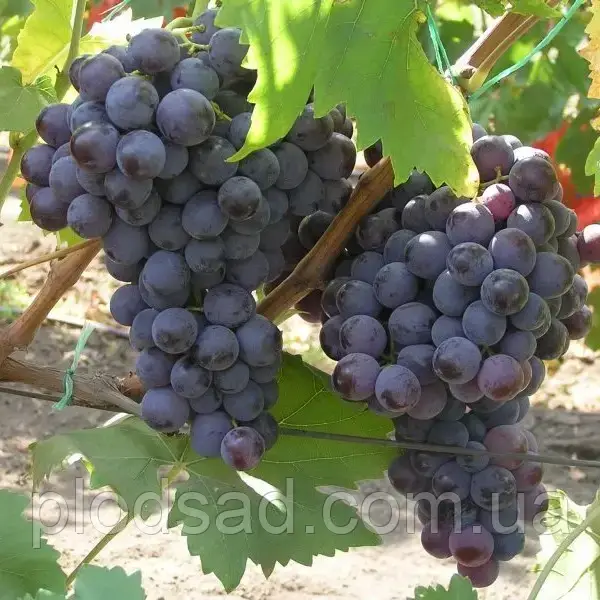 Виноград кишмиш Злагода