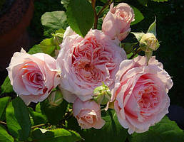 Саджанці троянд Поль Бокюз (Paul Bocuse)