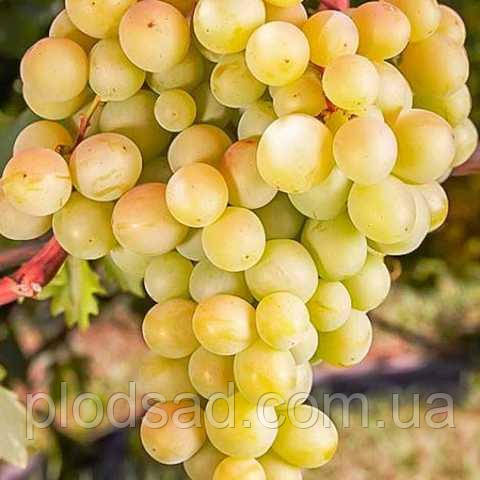 Виноград Захоплення овальний