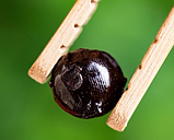 Чайна смола червоного китайського чаю Ча Гао "Дянь Хун" 10 шт. в уп, фото 4