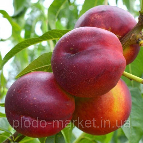 Саджанці Нектарину "Сан Глоу" (середній термін дозрівання), фото 1