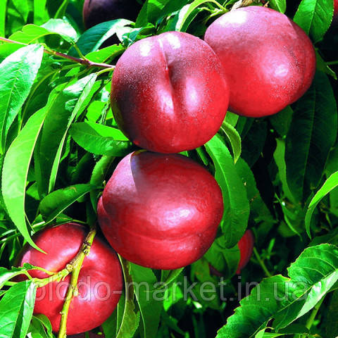 Саджанці Нектарин "Біг Хейвен" (середньоранний термін дозрівання), фото 1