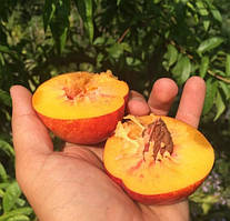 Саджанці Нектарина "Харко" (лисий персик, середній термін дозрівання)