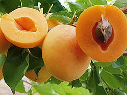 Саджанці Абрикоса "Персиковий" (середньостиглий сорт абрикоса)