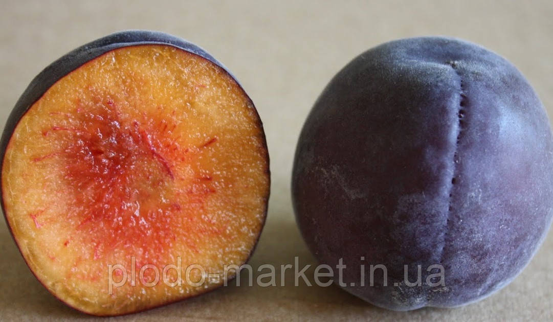 Абрикос "Чорний Персиковий" (літній сорт, пізній термін дозрівання), фото 1