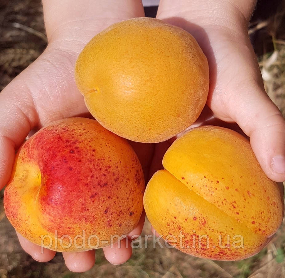 Саджанці Абрикоса "Богатир" (вирізняється дуже рясним урожаєм), фото 1