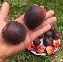 Абрикос "Чорний Принц" (абрикос +слива, середній термін дозрівання)