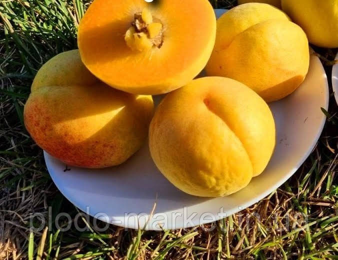 Саджанці Абрикоса "NJA 19" (високі смакові якості, з медовим солодким смаком), фото 1